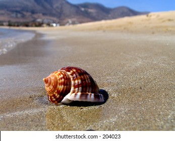 Shellfish on a golden beach