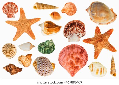 Shellfish On Isolated White Background Stock Photo (Edit Now) 467896409