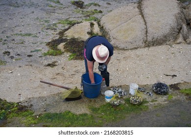 Shellfisher Selecting The Different Sizes Of Clam To Take To The Fish Market For Sale. Traditional Foot Fishing, Concept Of Sustainability And Environment.