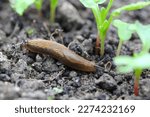 A shellless snail, slug eating young vegetables, sprouting radish in the spring in a vegetable garden.