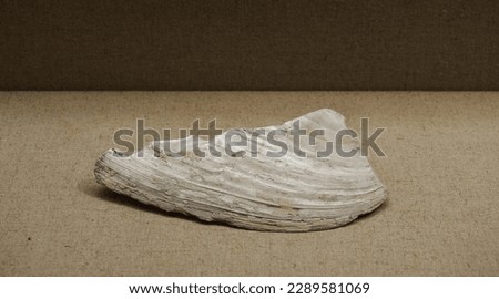Shell-made knife, Ancient China Neolithic Age.