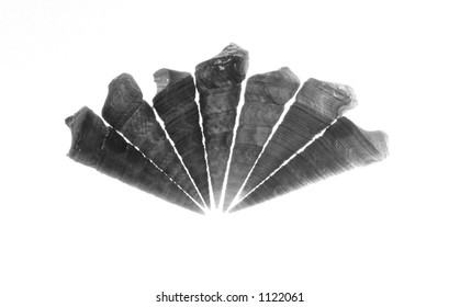 Shells