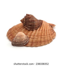 Shells - Shutterstock ID 238338352
