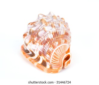 shells - Shutterstock ID 31446724