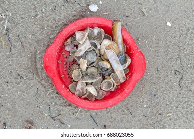 shells - Powered by Shutterstock