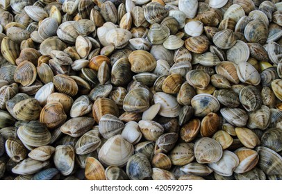 Shells of Atlantic ocean from Mazagon , clams food, Huelva , Andalusia ,Spain