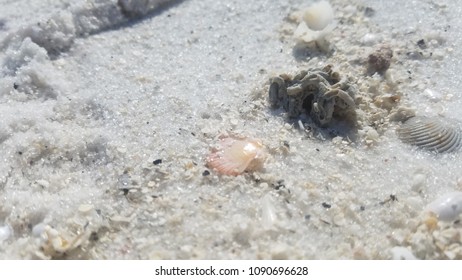shells and barnacle in sand