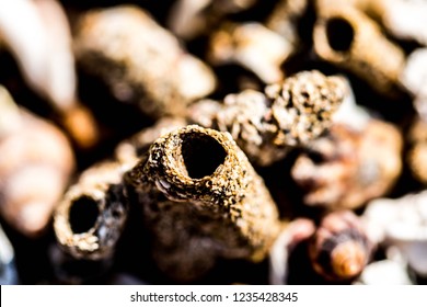 Shells, Beach, Ocean