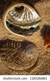 Shells From The Beach At Perth