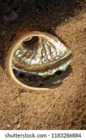 Shells From The Beach At Perth