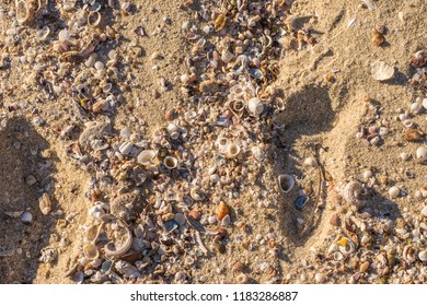 Shells From The Beach At Perth