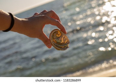 Shells From The Beach At Perth