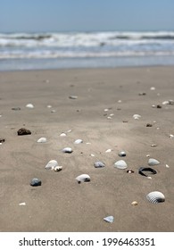 Shells At The Beach.  Texas Gulf Coast.