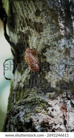The shells of Cicadidae attach to the stems of cocoa plants. Cicadidae, or true katydids, are one of two families of katydids.
