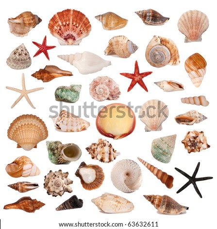 Shells collection