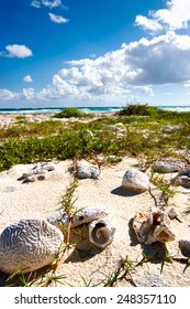 Shells Of Coral In Sian Ka'an Biosphere Reserve Mexico