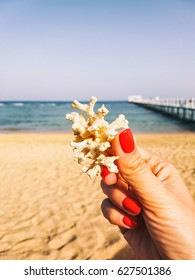 Shells and corals on sand