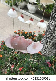 Shells for decorating the garden