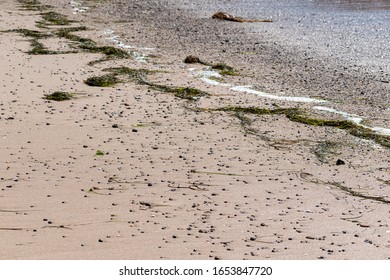 Shells at the edge of the sand