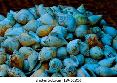 Shells fly in the bottom of the deep sea.