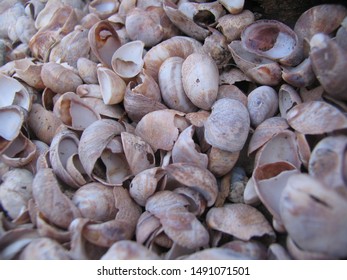 Shells At Hammonassette Beach, Madison, Connecticut