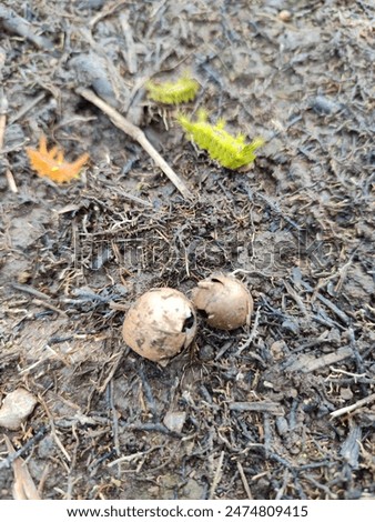 Shells from hatching setothosea asigna in oil palm plantations