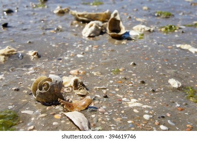 Shells At Low Tide