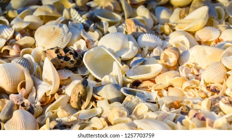 Shells of many types and sizes are found on our shelling beaches