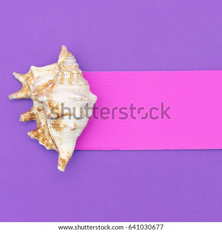 Shells. Ocean concept. Minimal art design Candy Colors
