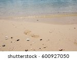 shells on the beach