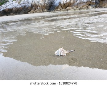 Shells on the beach