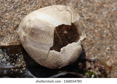 Shells on the beach