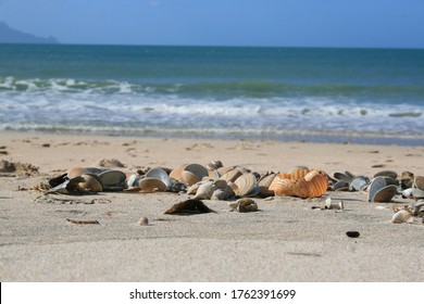 Shells On Beach Close Up