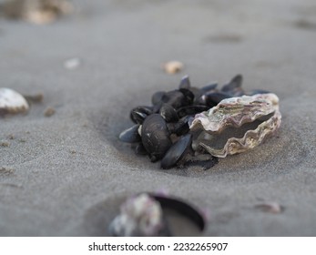 Shells on the beach closeup