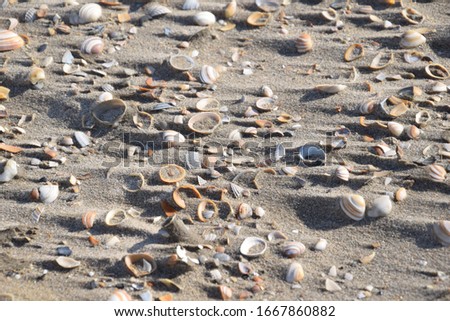 Shells on the beach with long shadows