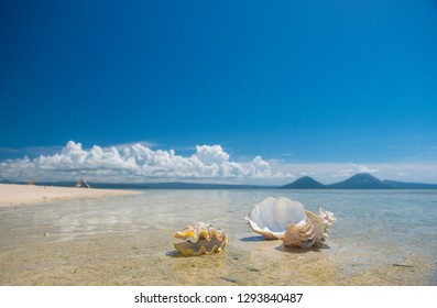 Shells On Beach Pigeon Island Papua New Guinea