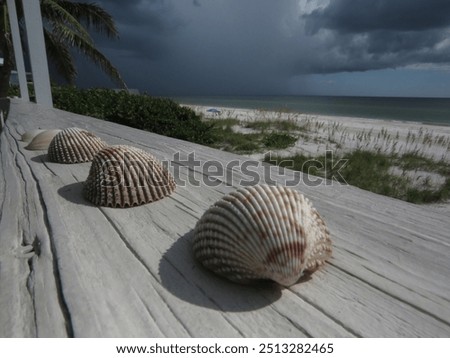 Shells on the beachhouse balcony
