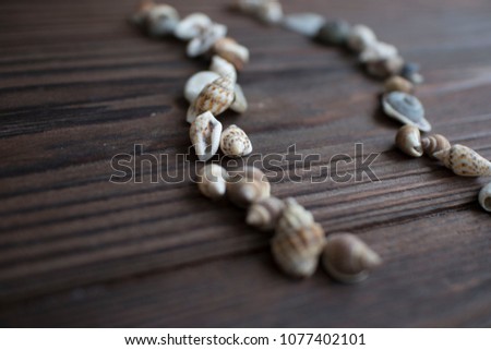 shells on dark wooden background