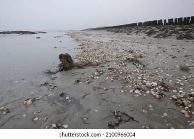 Shells On The Edge Of The Western Scheldt