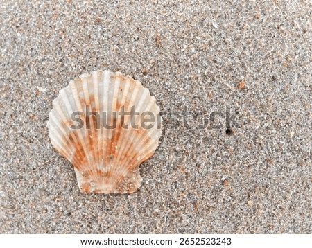 Shells on a light brown sandy beach background