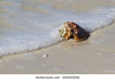 Shells On Lovers Key Beach Florida