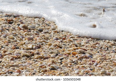 Shells On Lovers Key Beach Florida