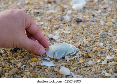 Shells on sand