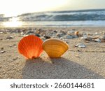 Shells on the sandy beach