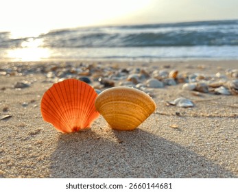 Shells on the sandy beach