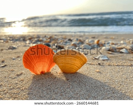 Shells on the sandy beach