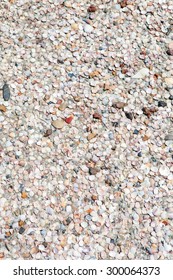 Shells on sandy beach background