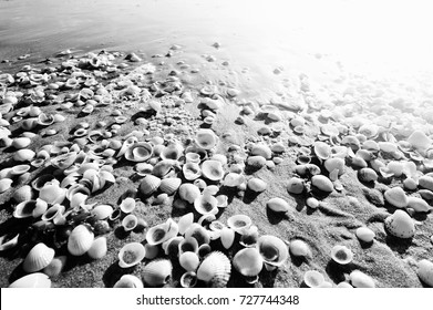 Shells on sandy beach near sea in summer .taken during sunrise black and white photography