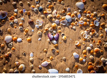 Shells on a sandy beach in Victoria, Australia. Full frame seaside pattern texture. Selection of coloured shells on sand.