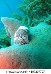 Shells on the top of coral